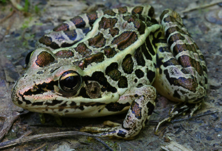 Pickerel Frog